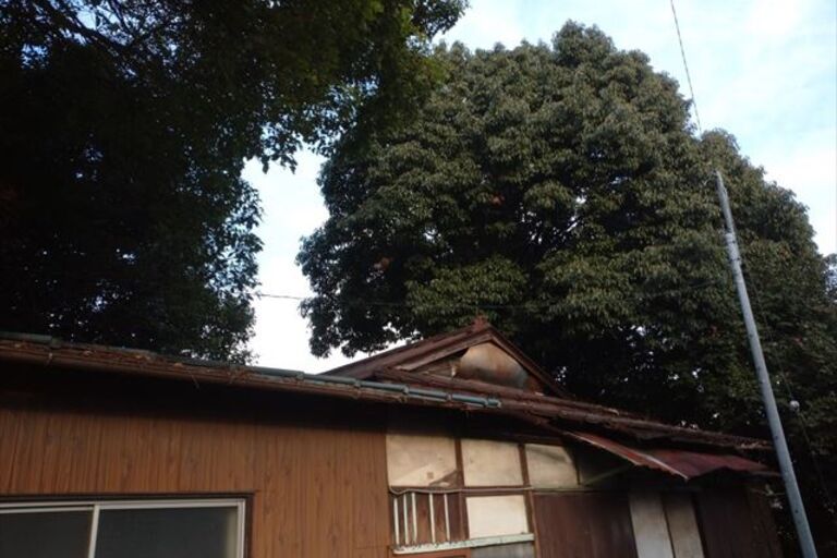 伐採 (2)_R