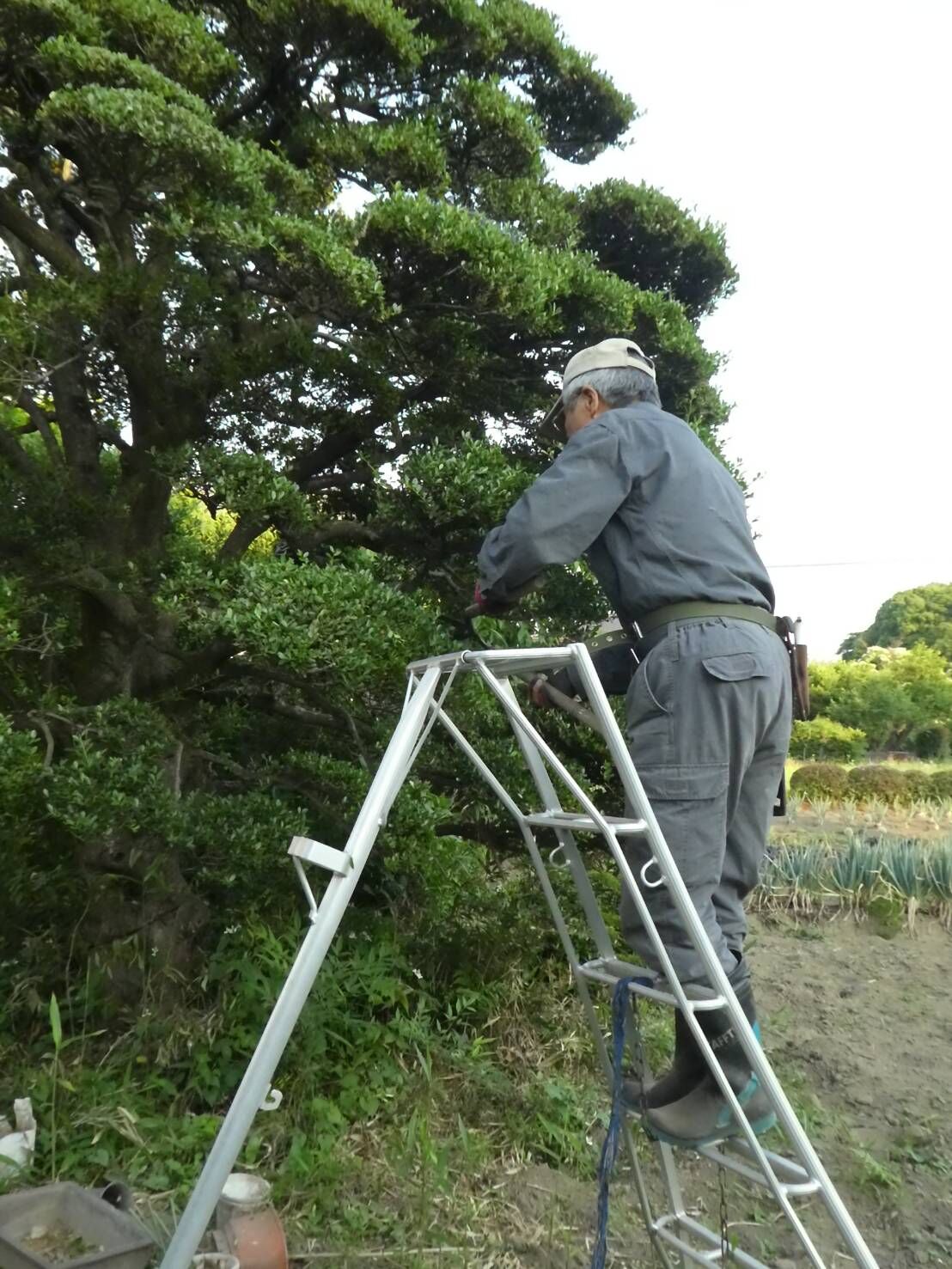 嶋方のぼる
