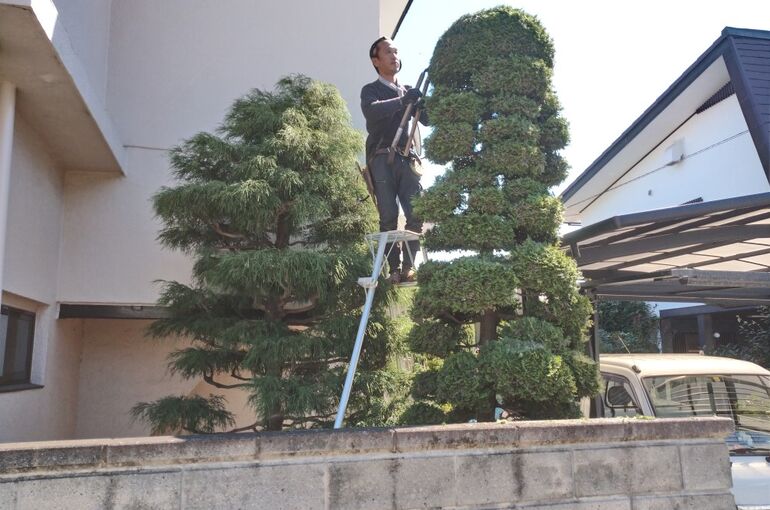 高崎市植木剪定