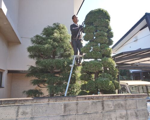 庭木剪定高崎造園