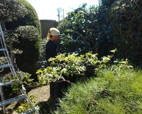 高崎植木剪定伐採