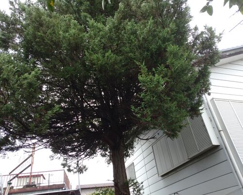 植木の伐採