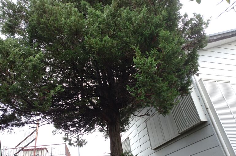 植木の伐採