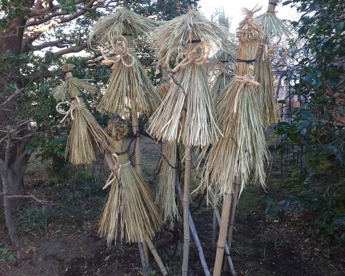 植木の剪定・伐採管理