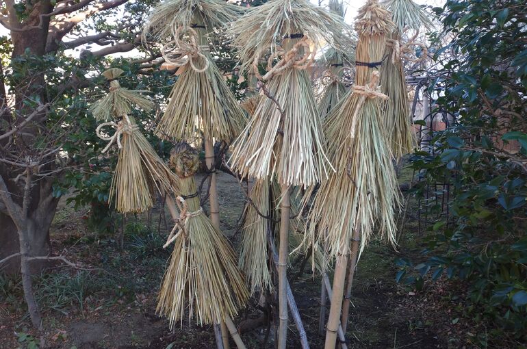 植木の剪定・伐採管理