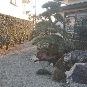 造園和風黒松庭石